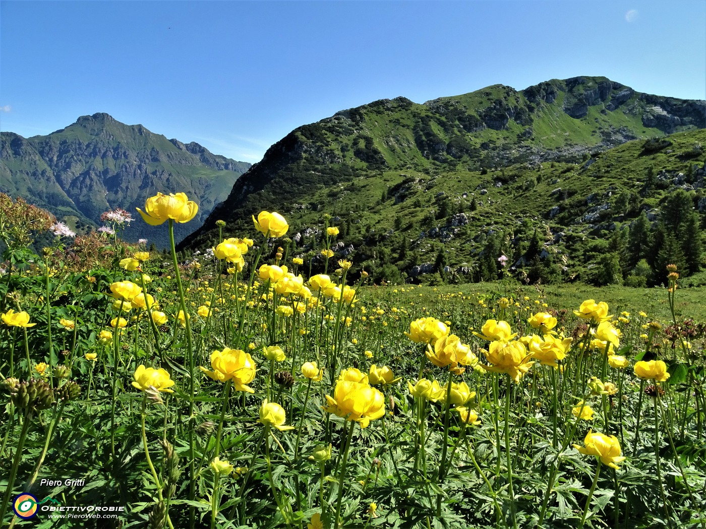 03 Botton d'oro (Trollius euopaeus).JPG